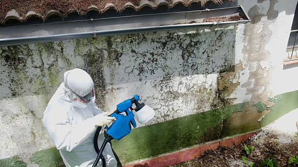 Mold Remediation service in Graham, Graham, TX
